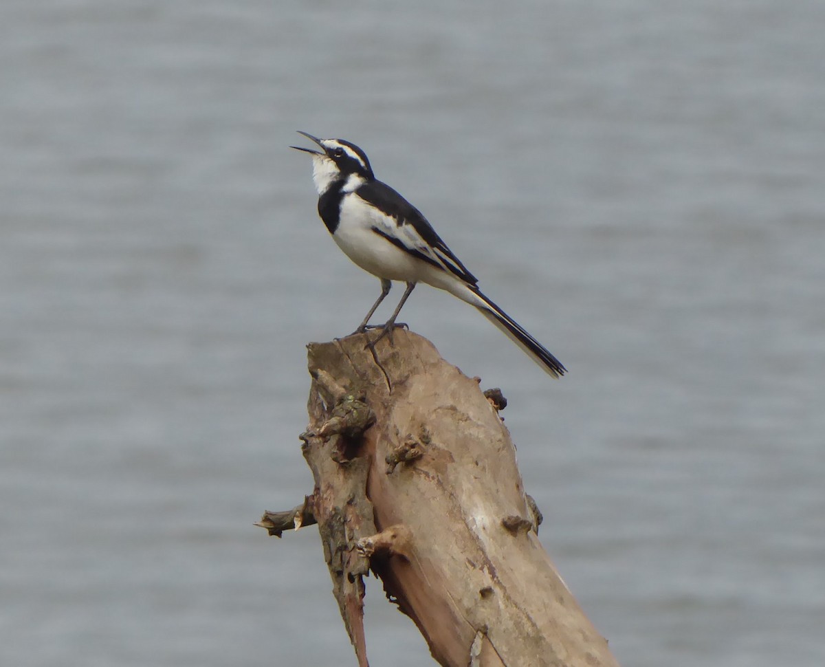 African Pied Wagtail - ML617209143