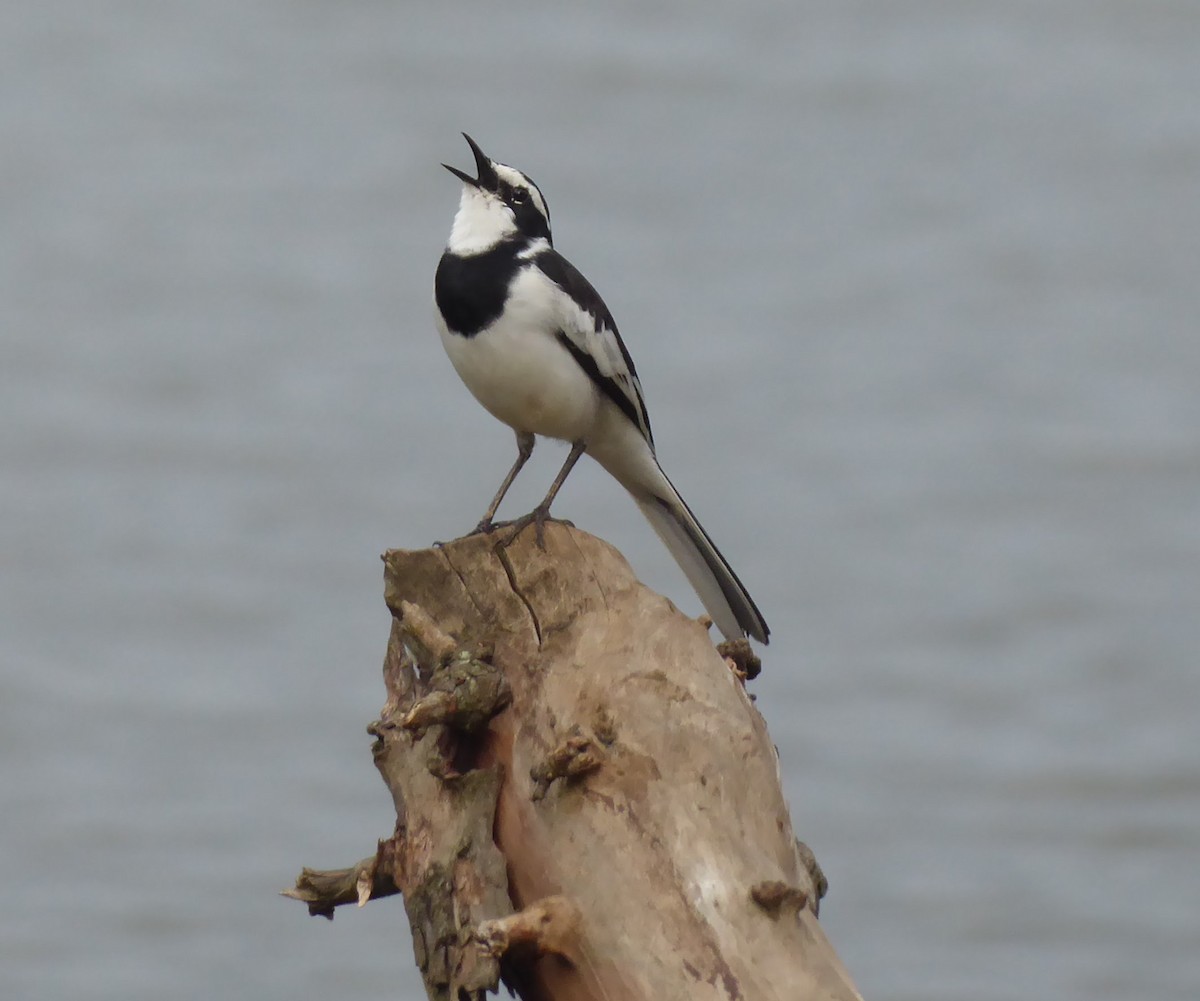 African Pied Wagtail - ML617209144