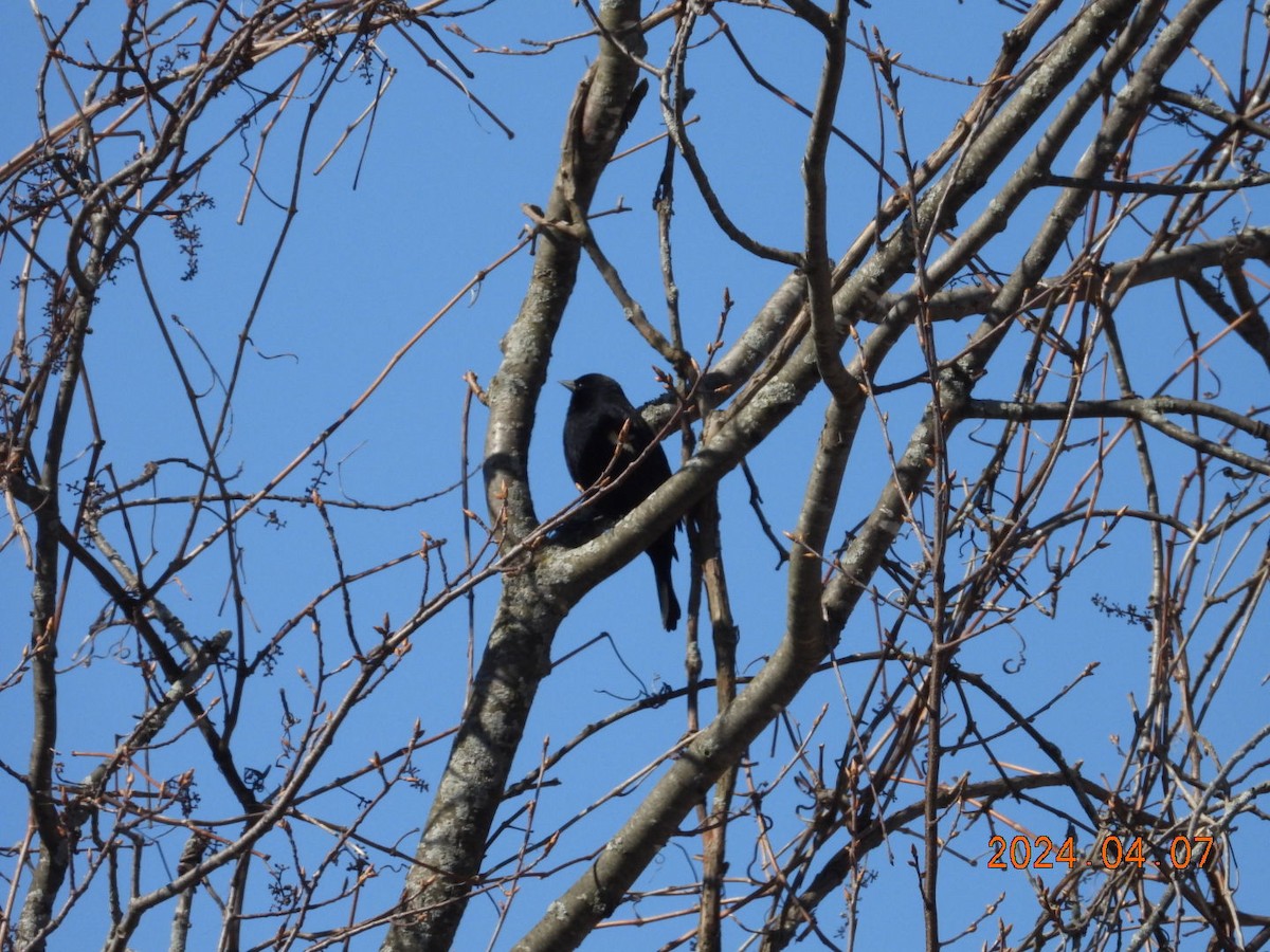 Red-winged Blackbird - ML617209278