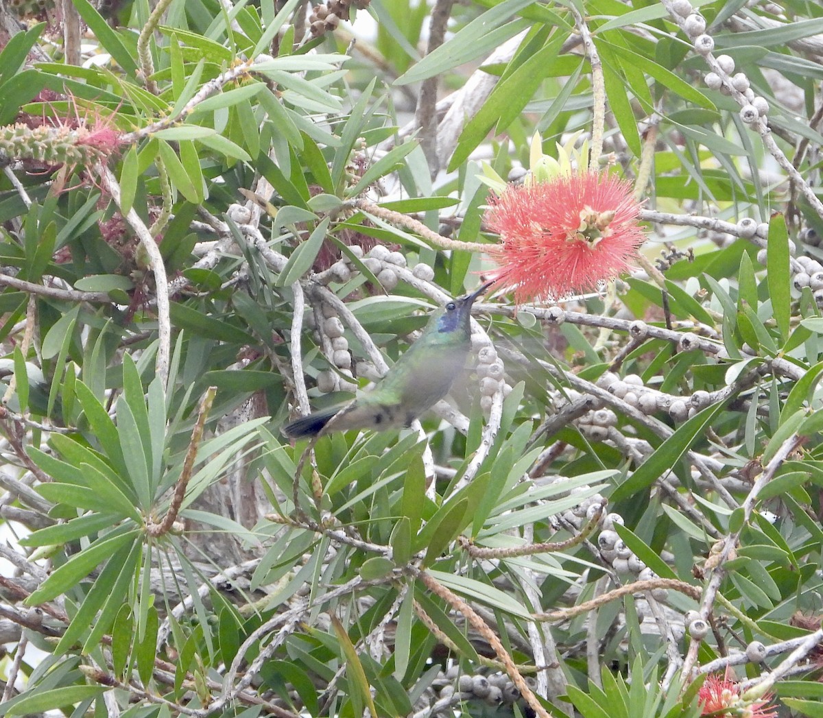 kolibřík zelený - ML617209289