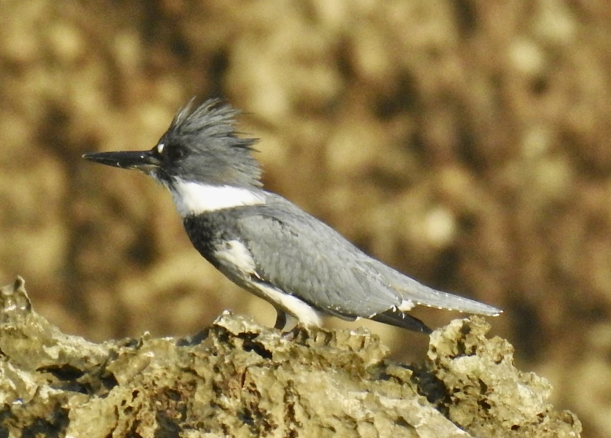Belted Kingfisher - Tomohide Cho
