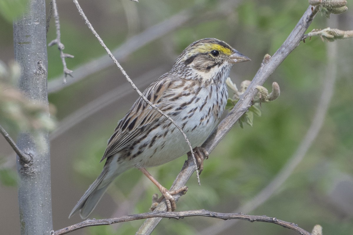Savannah Sparrow - ML617209447