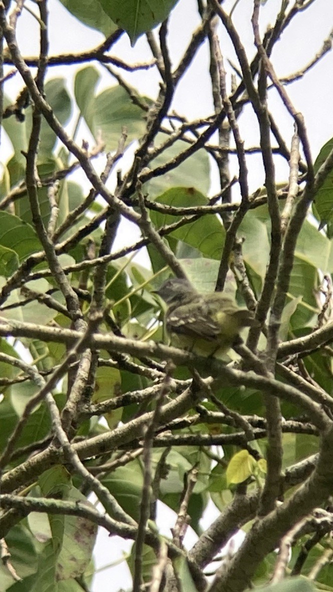 Yellow-crowned Tyrannulet - ML617209449