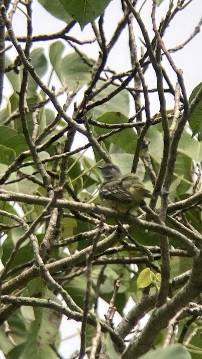 Yellow-crowned Tyrannulet - ML617209452