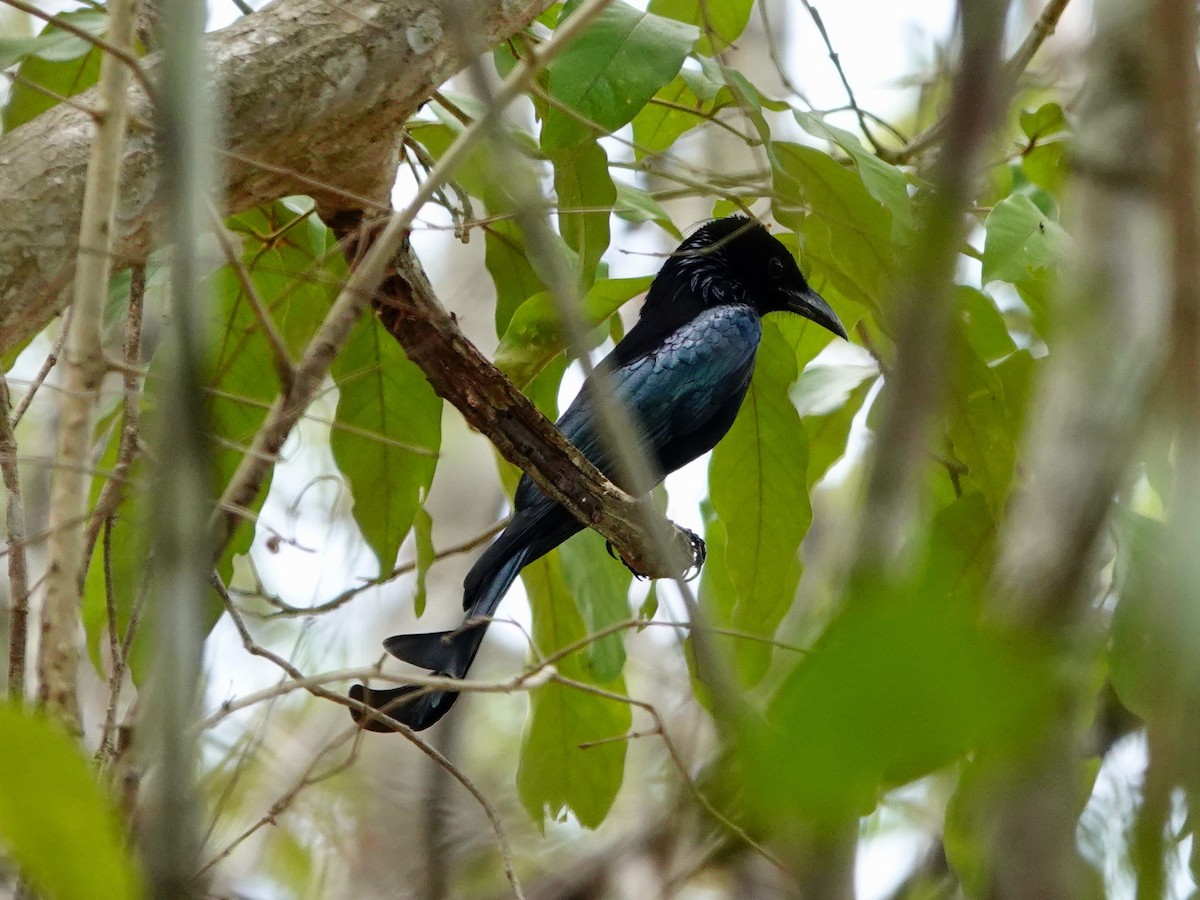 Hair-crested Drongo - ML617209453