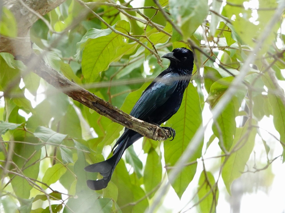 Hair-crested Drongo - ML617209454