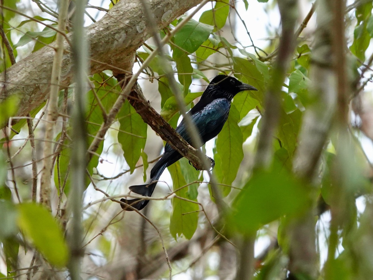 Hair-crested Drongo - ML617209455