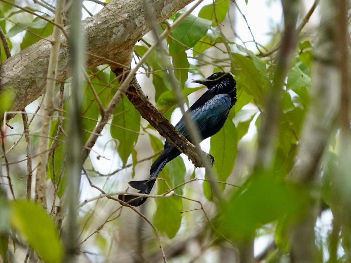 Hair-crested Drongo - ML617209456