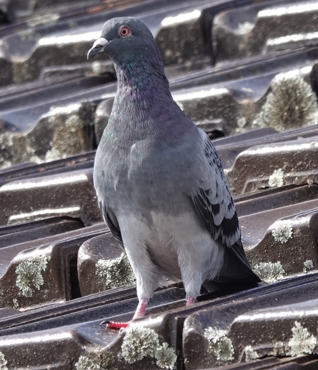 Rock Pigeon (Feral Pigeon) - ML617209500