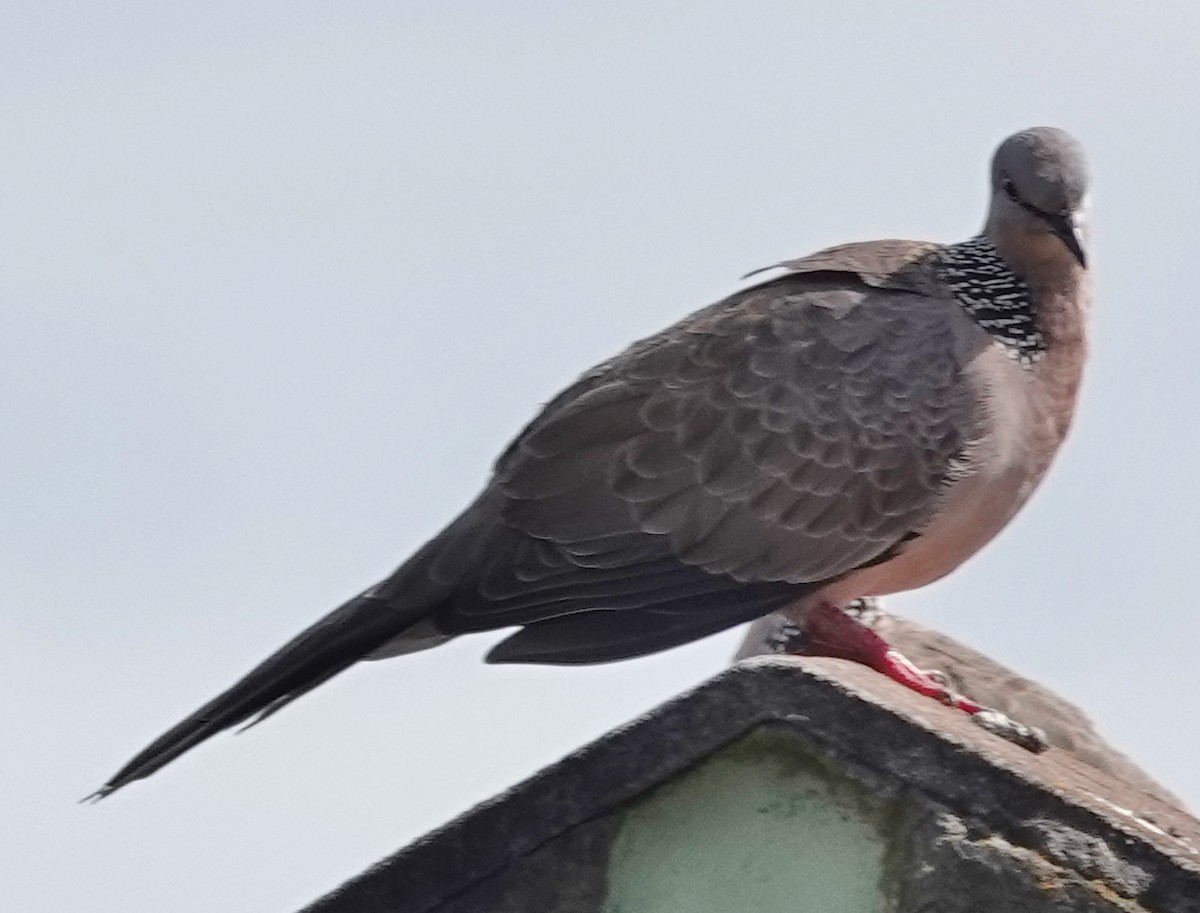 Spotted Dove - ML617209511
