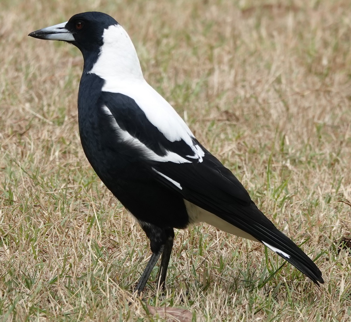 Australian Magpie (White-backed) - ML617209552
