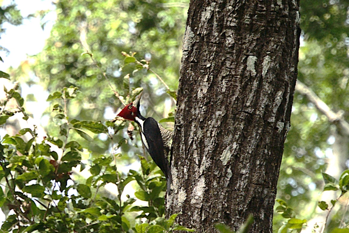 Crimson-crested Woodpecker - ML617209626