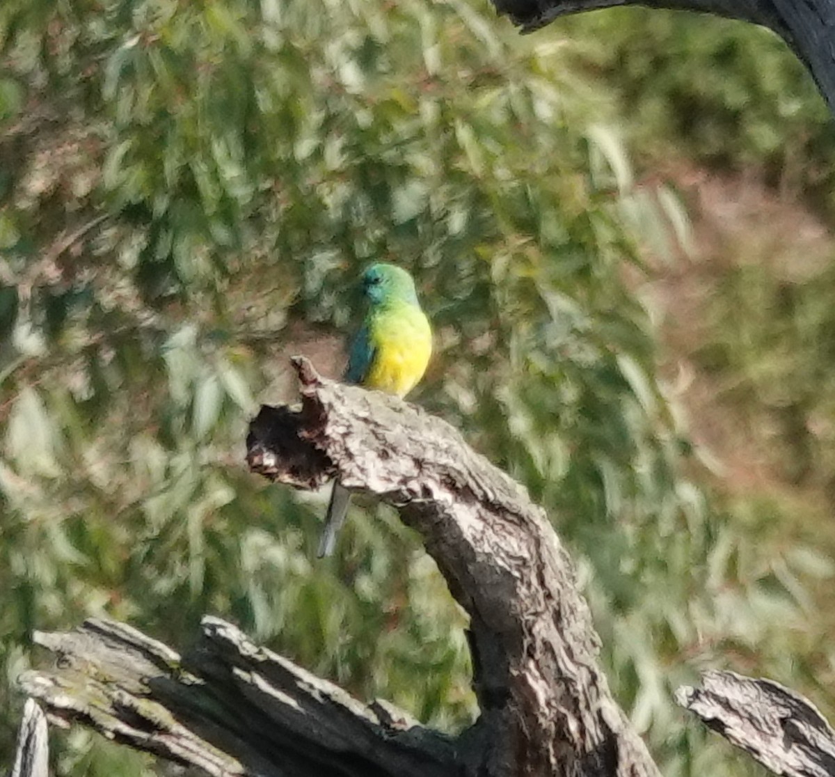 Red-rumped Parrot - ML617209893