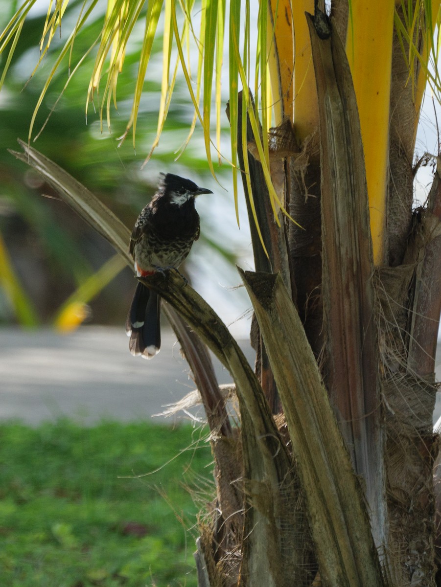 Red-vented Bulbul - ML617209909