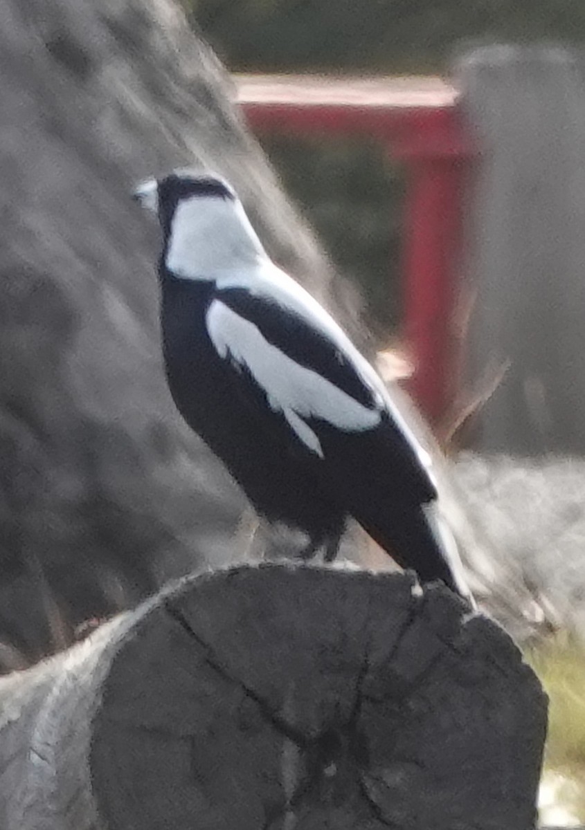 Australian Magpie (White-backed) - ML617210024
