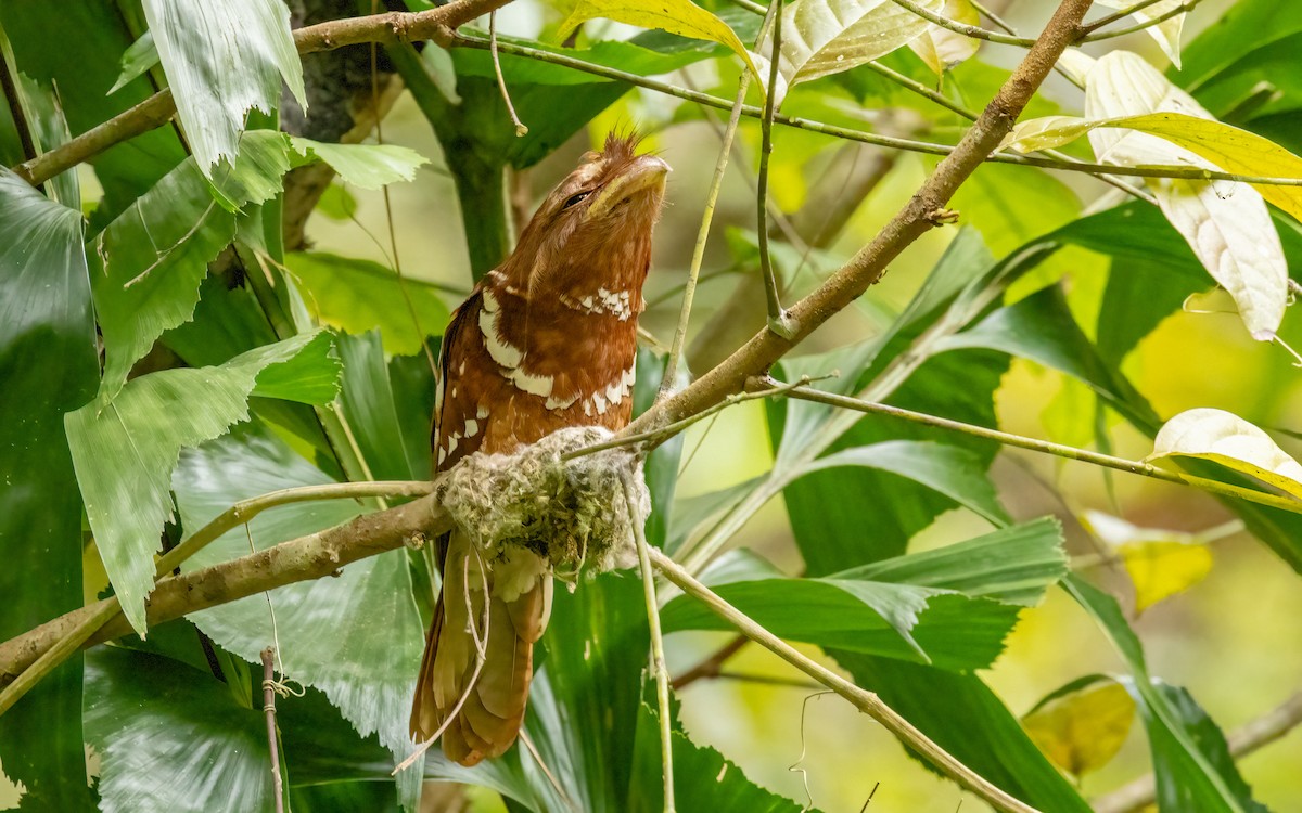 Philippine Frogmouth - ML617210109