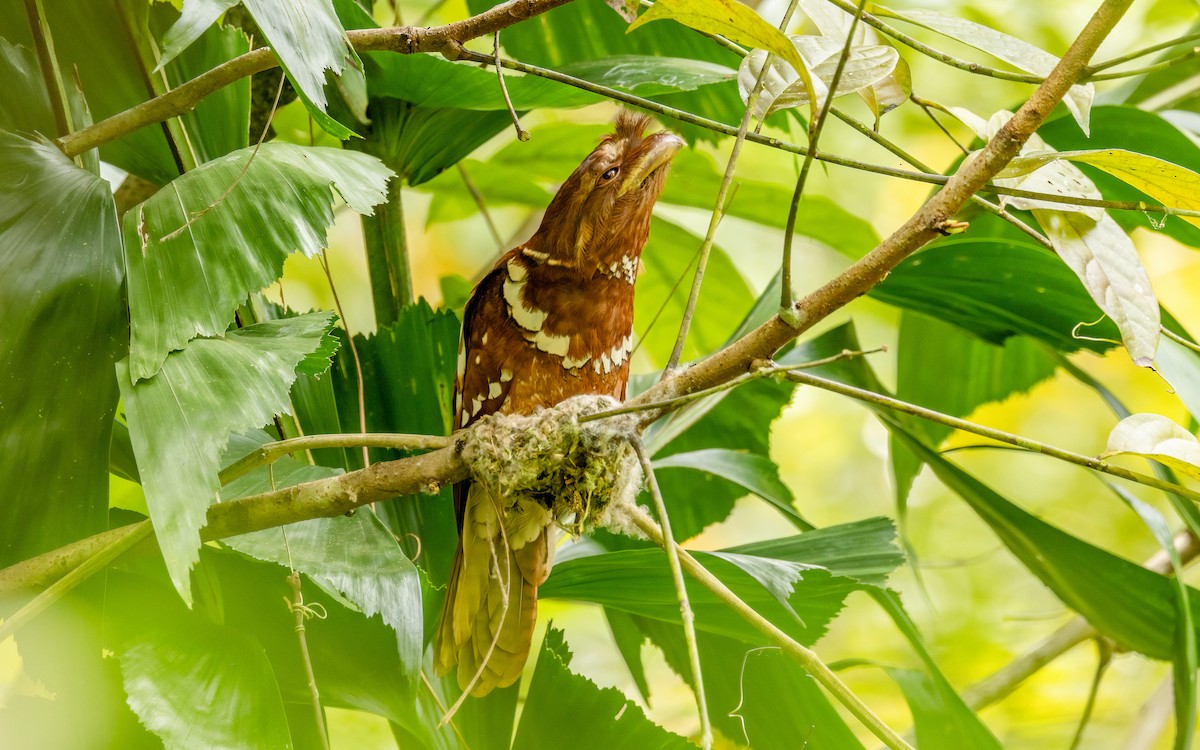 Philippine Frogmouth - ML617210110