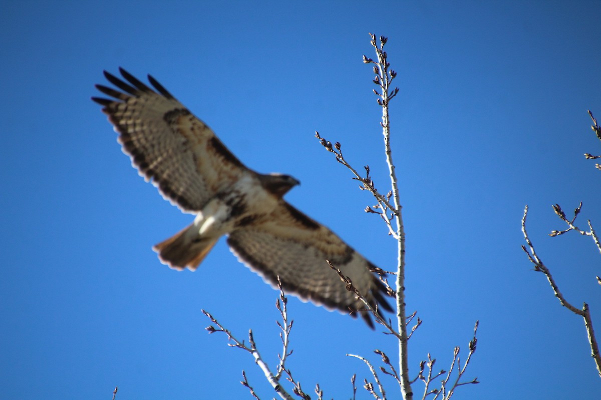 Red-tailed Hawk - ML617210118