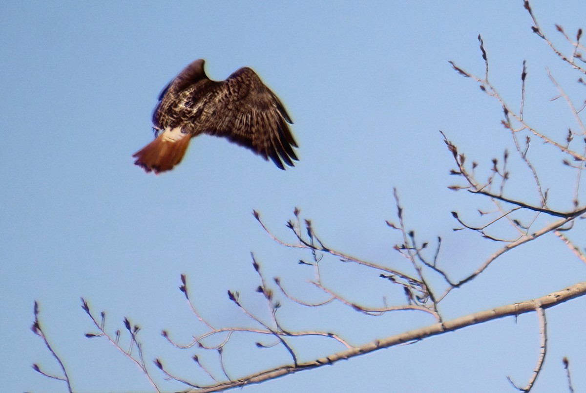 Red-tailed Hawk - Elaine Cassidy