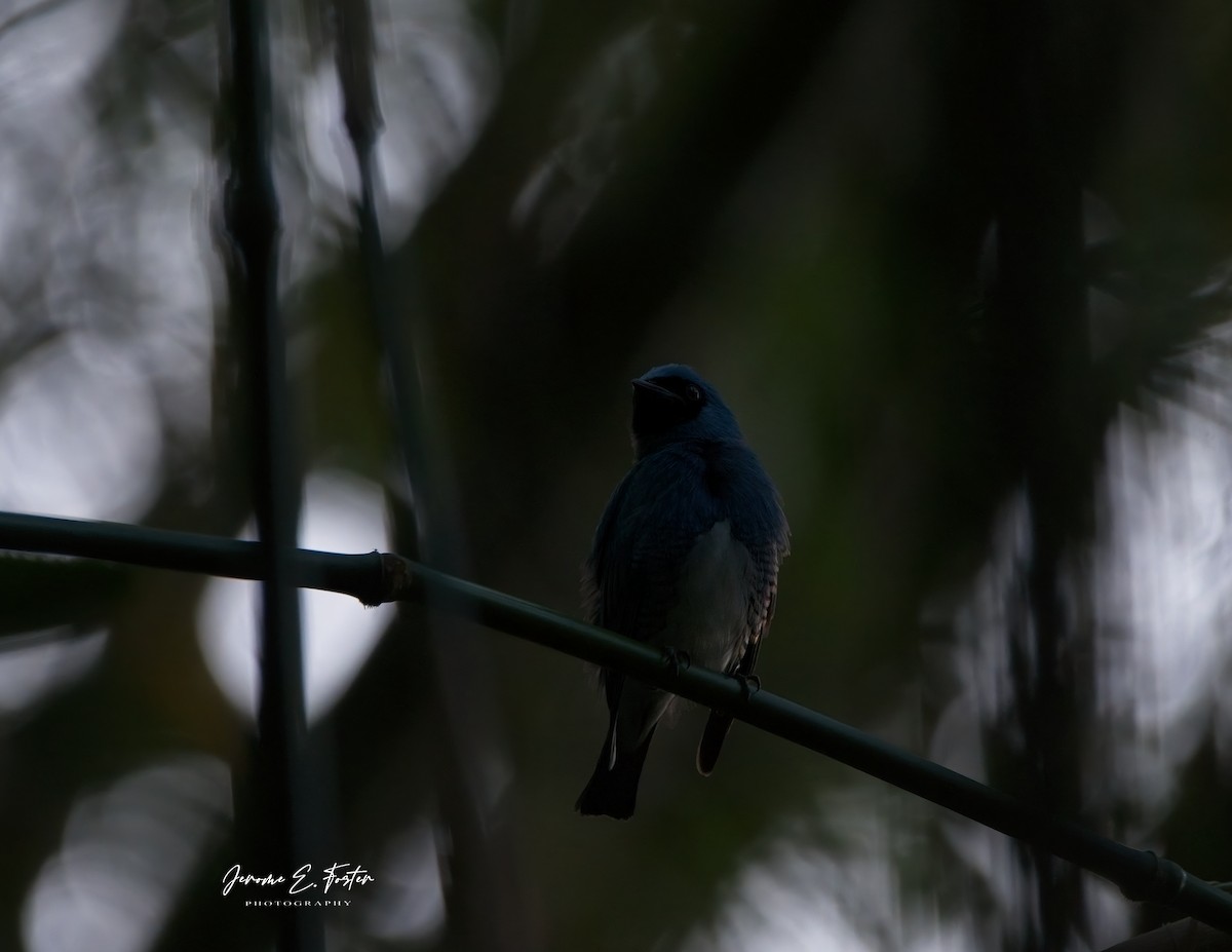 Swallow Tanager - ML617210138