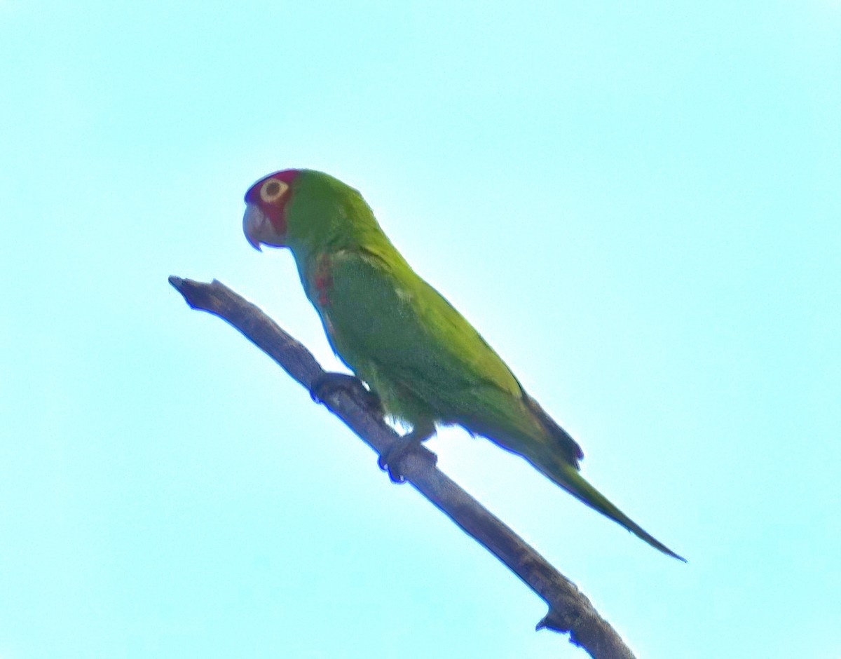 Red-masked Parakeet - ML617210247