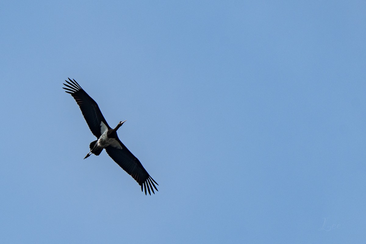 Black Stork - ML617210318