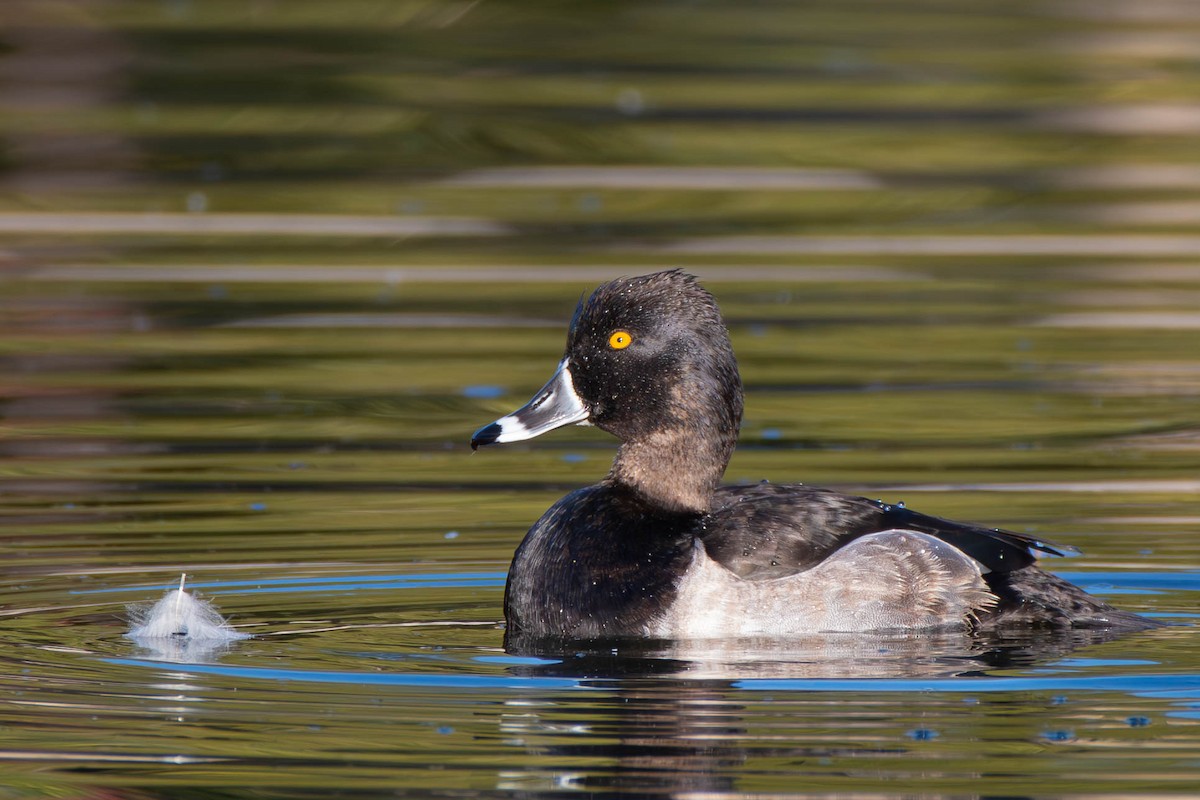 Ring-necked Duck - ML617210324