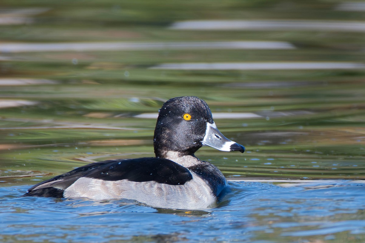 Ring-necked Duck - ML617210325