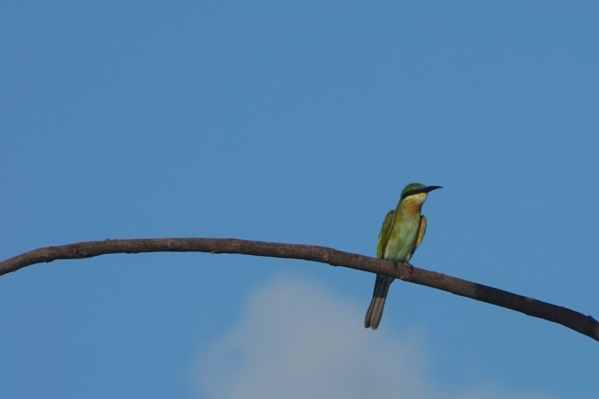 Blue-tailed Bee-eater - ML617210354