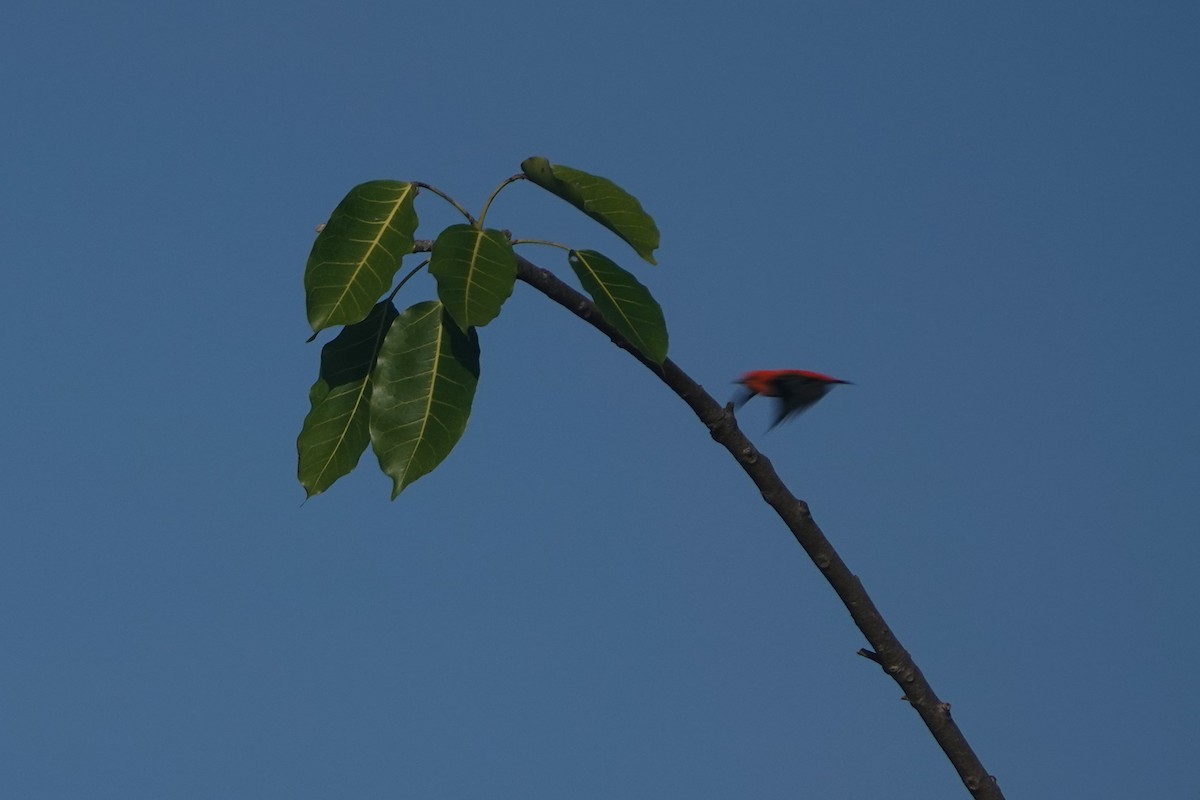 Scarlet-headed Flowerpecker - ML617210386