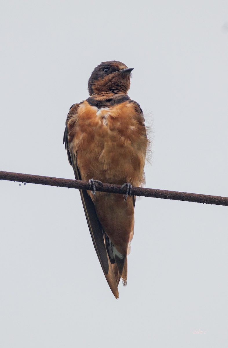 Barn Swallow (Tytler's) - ML617210438