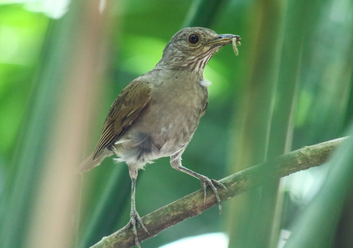 Pale-breasted Thrush - ML617210447