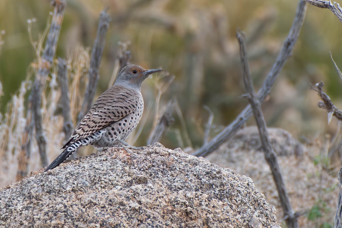 Northern Flicker (Red-shafted) - ML617210507