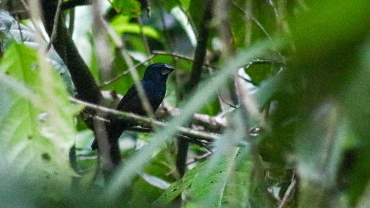 Blue-black Grosbeak - Luis Hernánadez(@Birdsbyluishernandez)