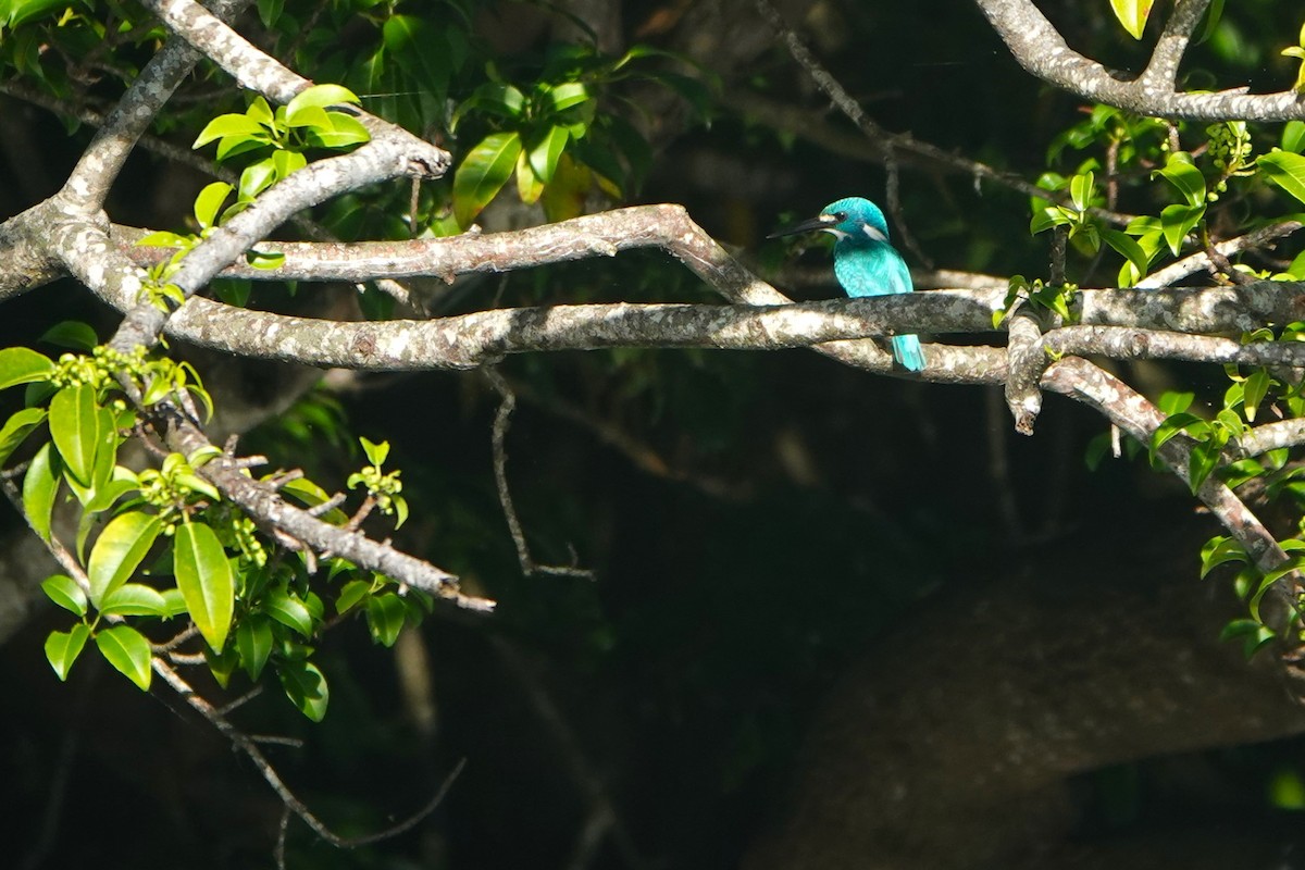 Small Blue Kingfisher - ML617210578