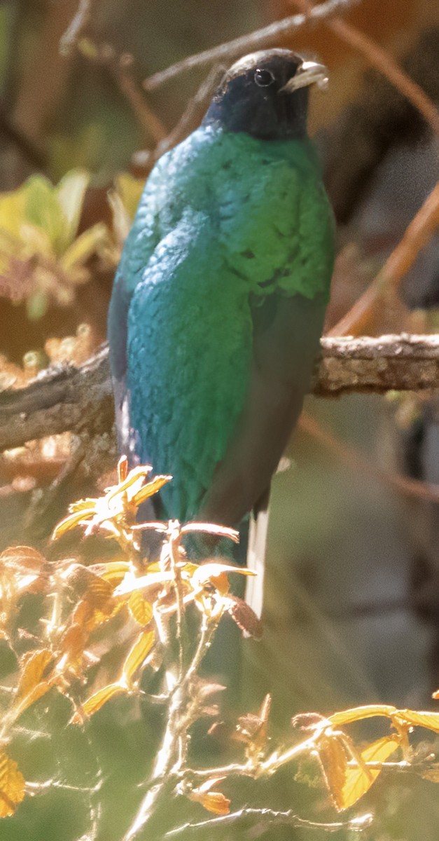 Quetzal oreillard - ML617210642