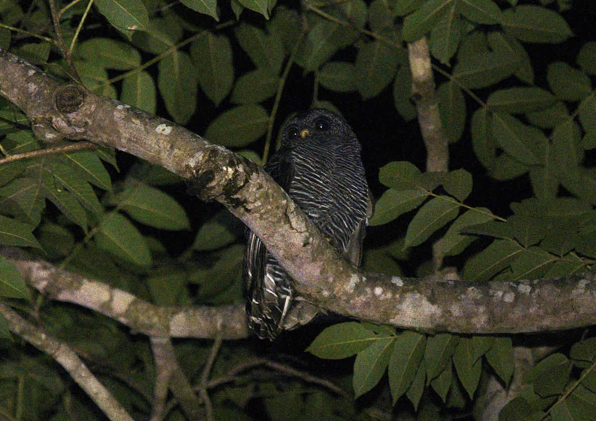 Black-banded Owl - ML617210654