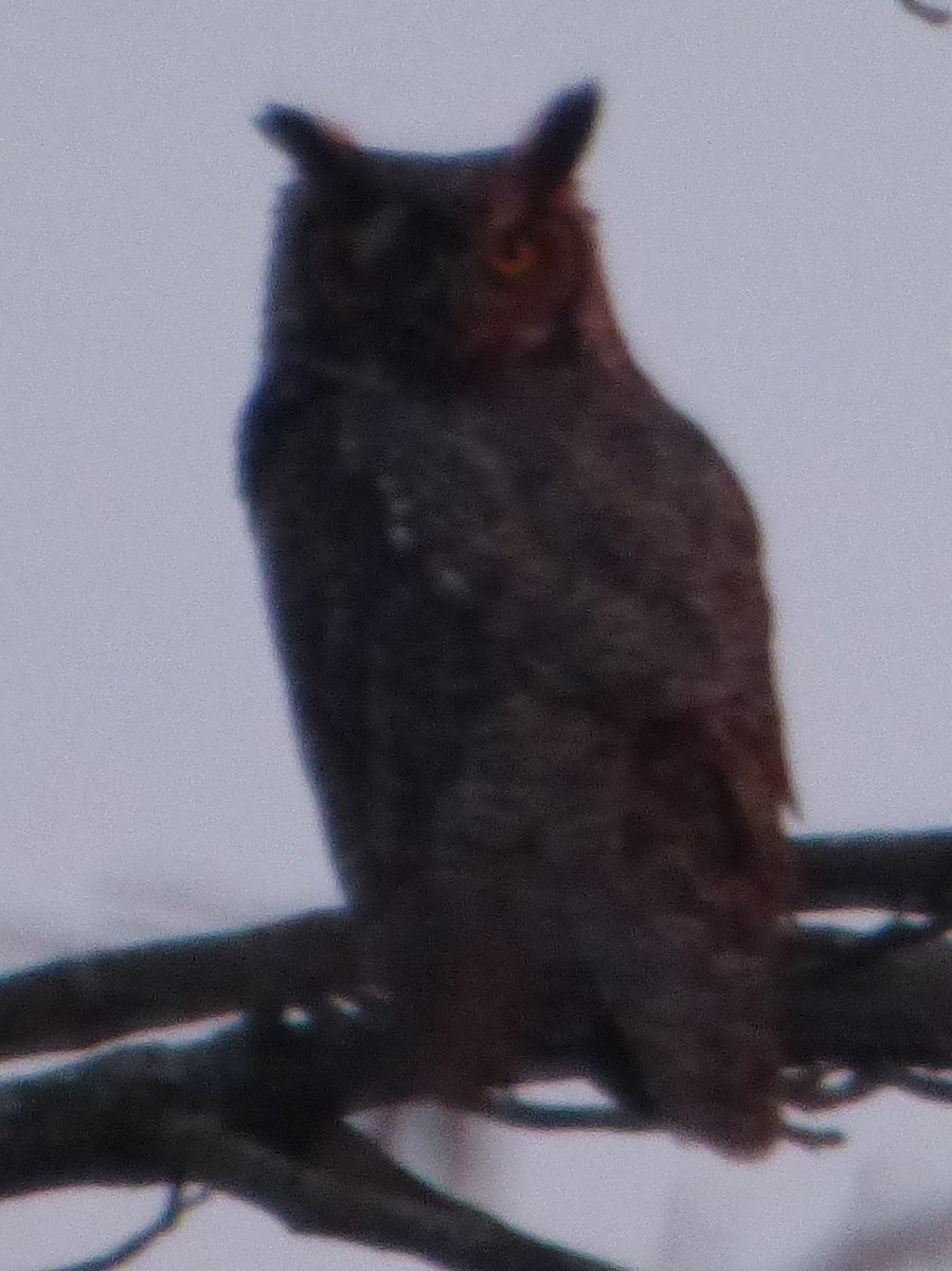Great Horned Owl - ML617210673