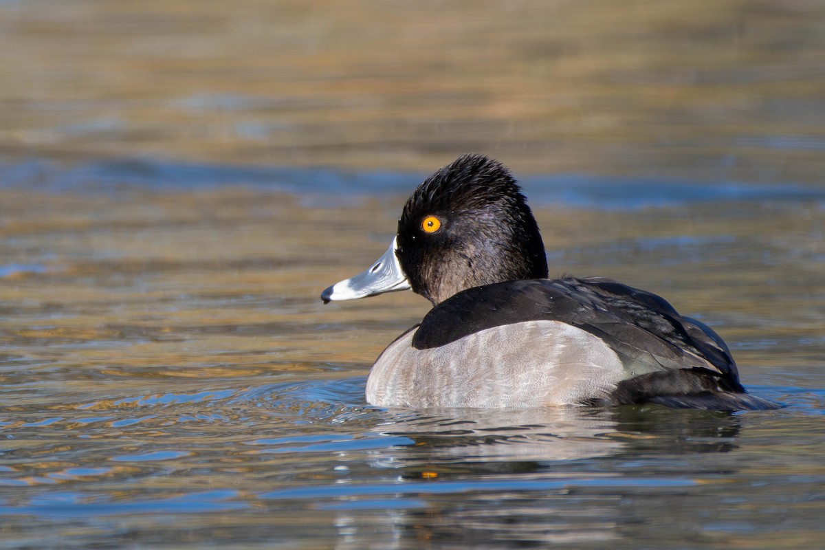 Ring-necked Duck - ML617210688