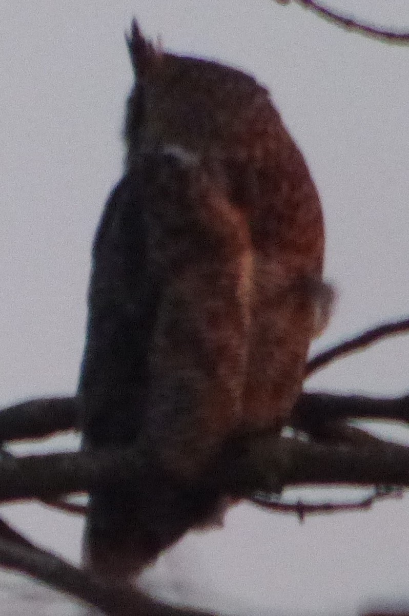 Great Horned Owl - ML617210699