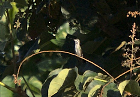 kolibřík fialovolímcový - ML617210771