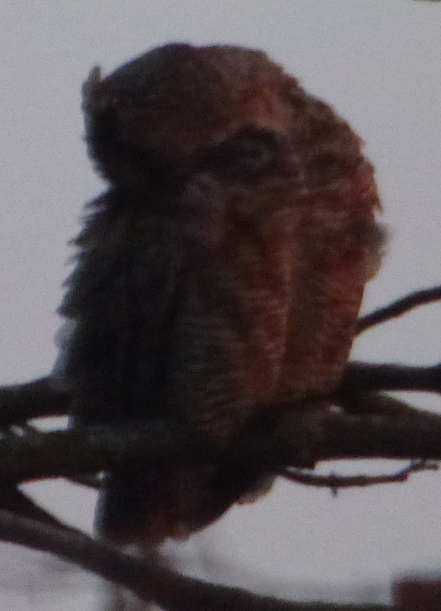 Great Horned Owl - ML617210775