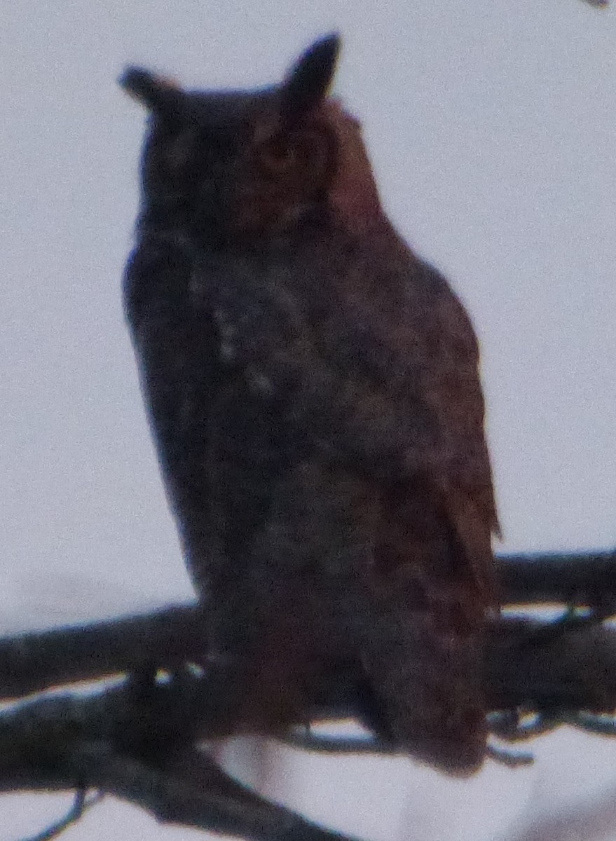 Great Horned Owl - ML617210776