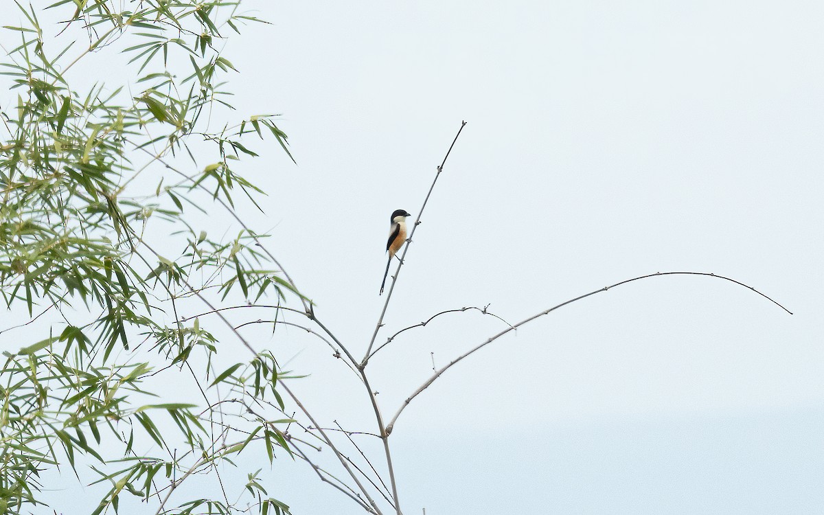 Long-tailed Shrike - ML617210817