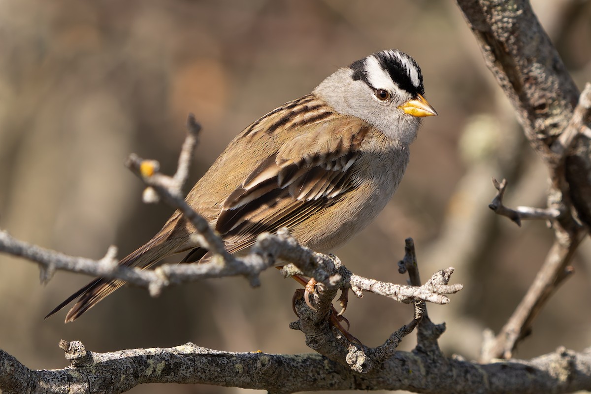 White-crowned Sparrow - Ali Kasperzak