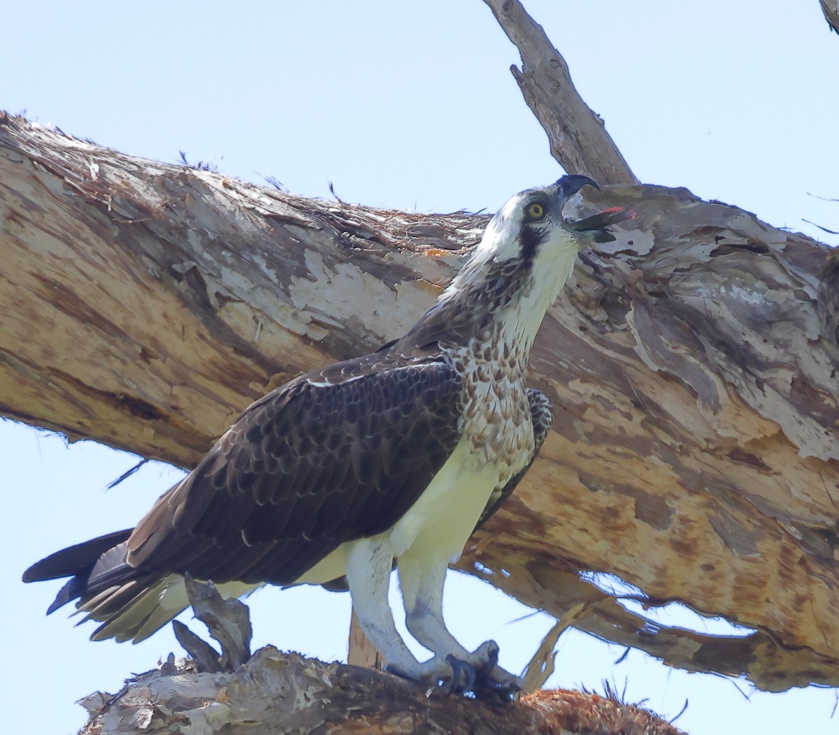 Águila Pescadora (Australia) - ML617210961