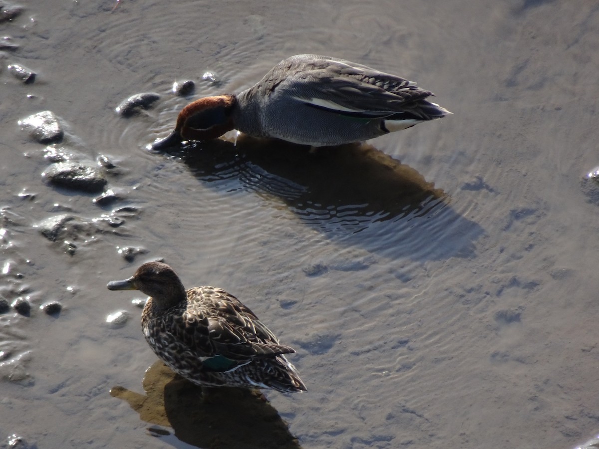 Green-winged Teal - ML617210998