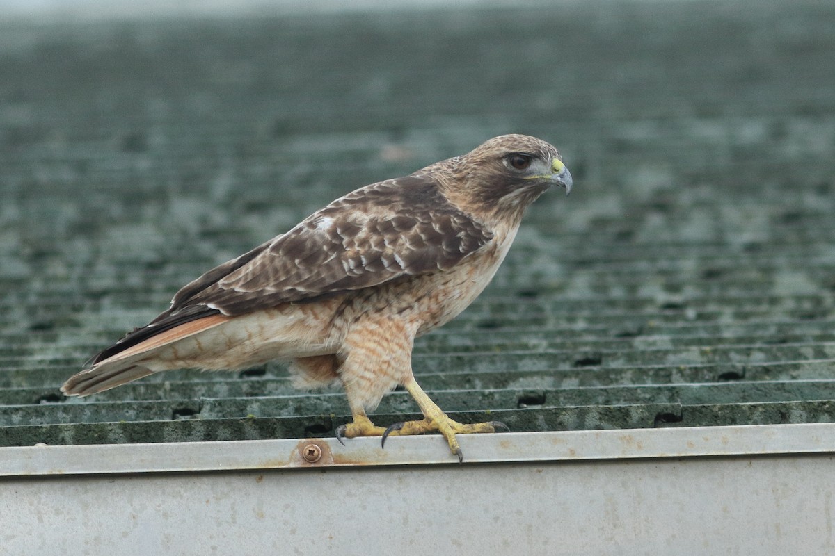 Red-tailed Hawk - ML617211082