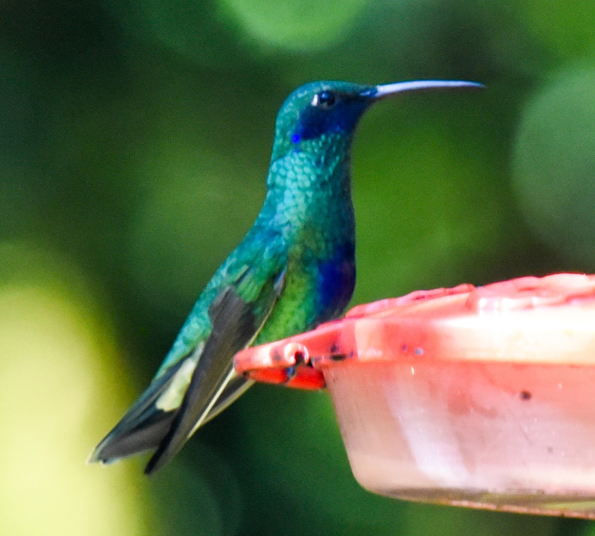 kolibřík modrolící - ML617211220