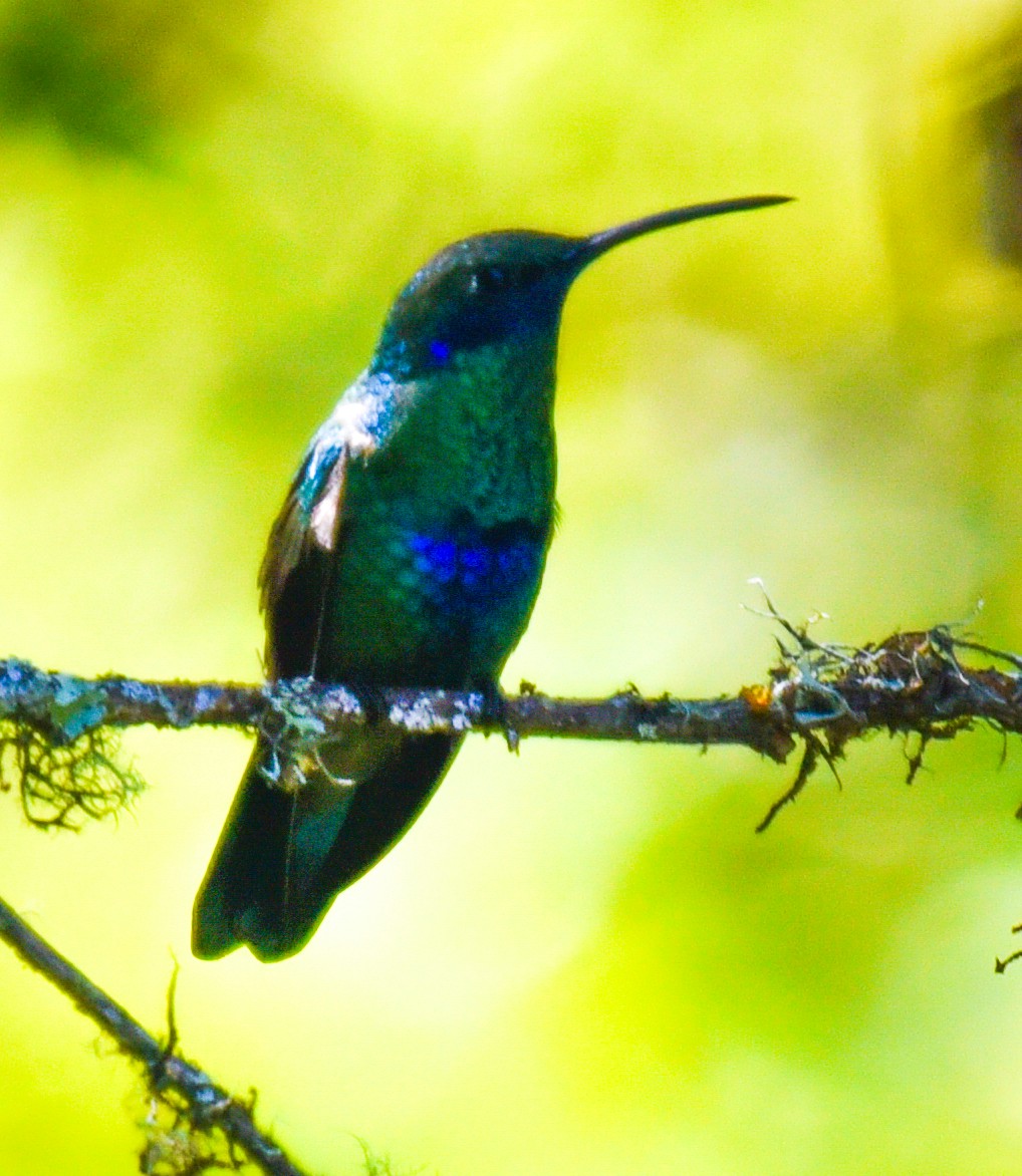 kolibřík modrolící - ML617211313